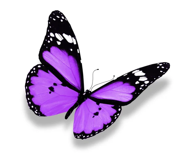 Mariposa violeta, aislada en blanco — Foto de Stock