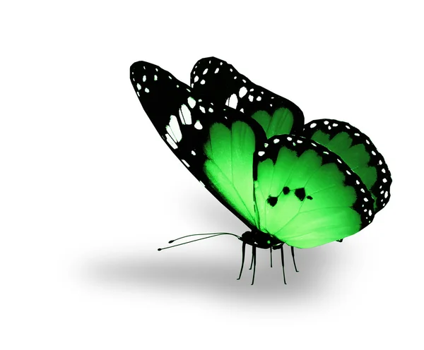Πράσινη πεταλούδα σε άσπρο φόντο — Φωτογραφία Αρχείου