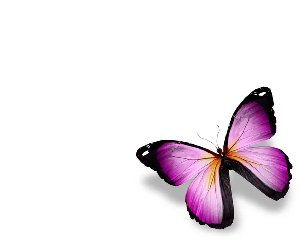 Mariposa violeta, aislada sobre fondo blanco — Foto de Stock