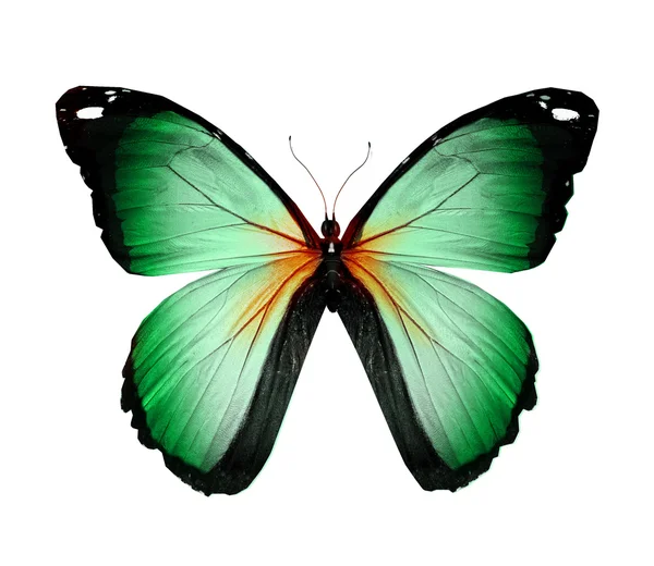 Mariposa verde, aislada en blanco — Foto de Stock