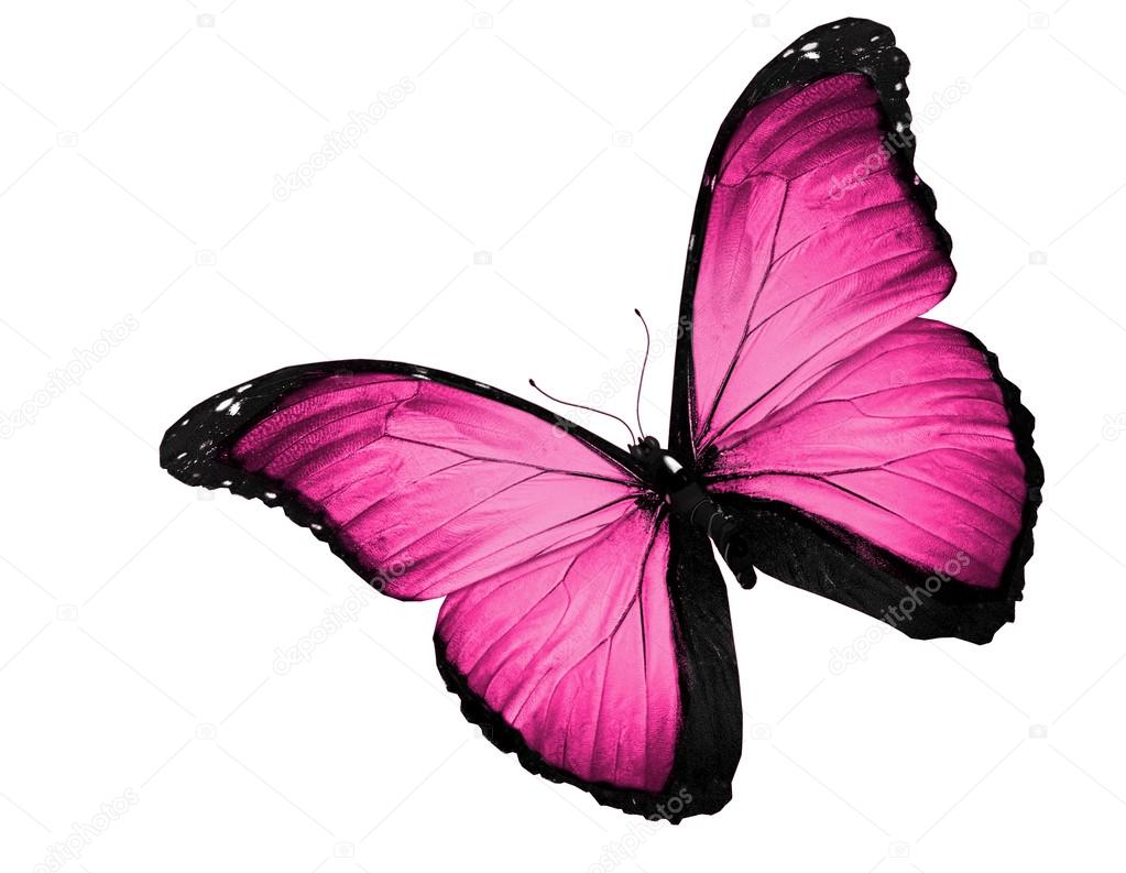 Pink butterfly flying, isolated on white background