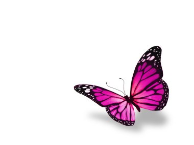 Beyaz arka plan üzerinde izole pembe kelebek