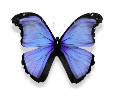 Morfo turkuaz kelebek, üzerinde beyaz izole