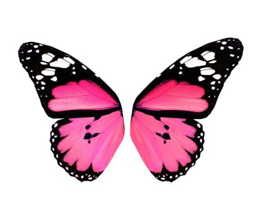 Beyaz arka plan üzerinde izole pembe kelebek kanatları