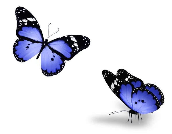 Beyaz mavi kelebek — Stok fotoğraf