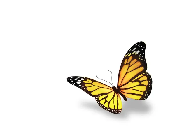 Yellow butterfly, isolated on white background