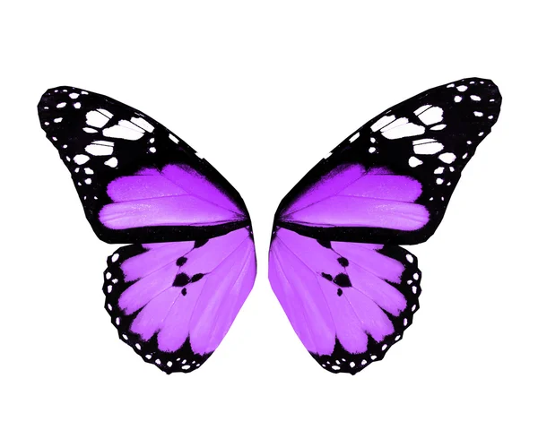 孤立在白色背景上的紫蝴蝶的翅膀 — 图库照片
