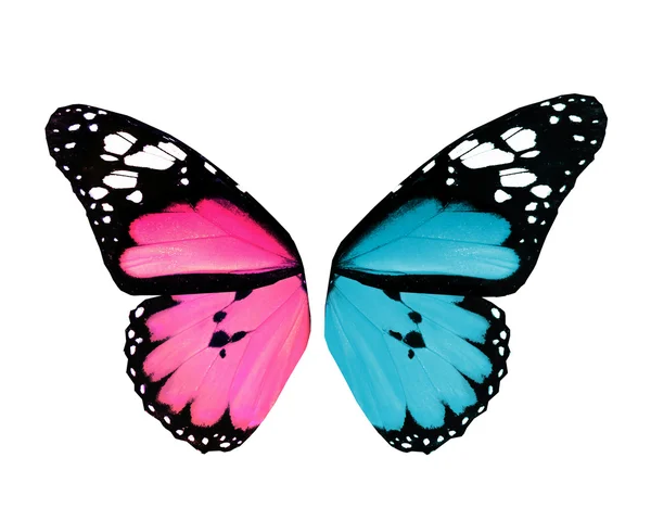 Schmetterlingsflügel, isoliert auf weißem Hintergrund — Stockfoto