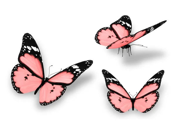 Tres mariposas rosadas, aisladas sobre fondo blanco —  Fotos de Stock