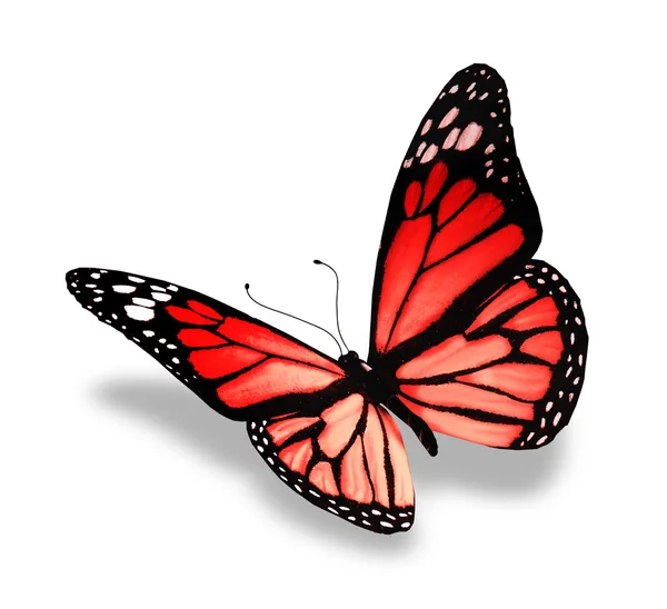 Red butterfly, isolated on white background — Stock Photo, Image