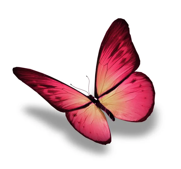 ピンクの蝶は、白で隔離されます。 — ストック写真