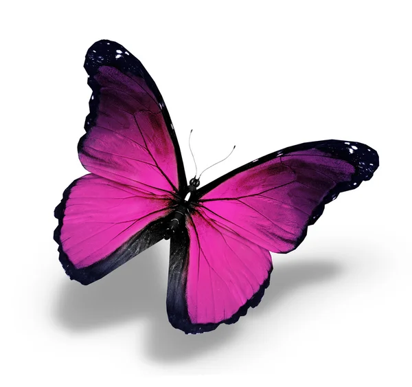 紫蝶，孤立在白色 — 图库照片