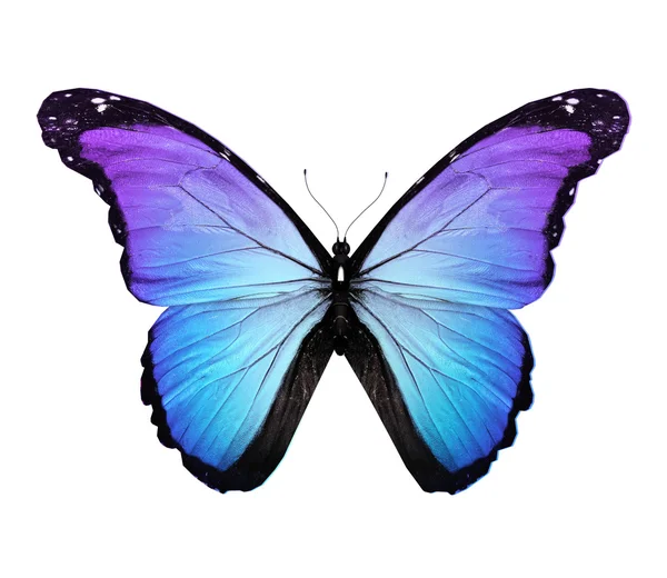 Farfalla blu morpho, isolata su bianco — Foto Stock