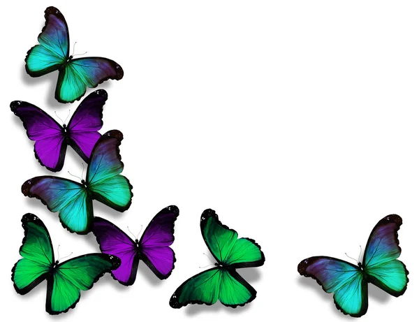 Borból, kék, zöld morpho pillangó, elszigetelt fehér háttérb — Stock Fotó