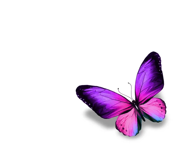 Violet vlinder, geïsoleerd op witte achtergrond — Stockfoto