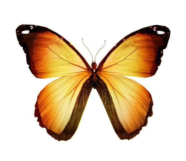 Pomarańczowy motyl, na białym tle — Zdjęcie stockowe
