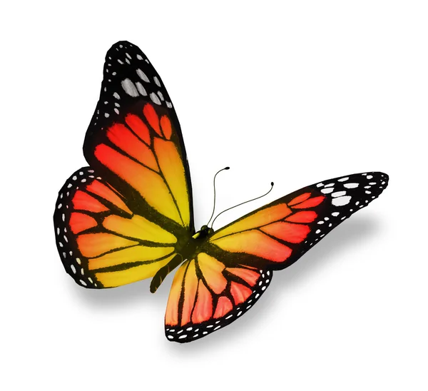 Red yellow butterfly, isolated on white background — Stock Photo, Image