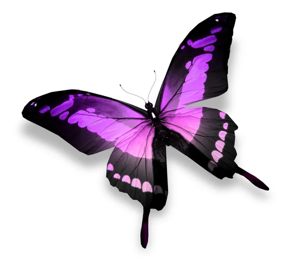 Morfo violetti perhonen, eristetty valkoinen — kuvapankkivalokuva