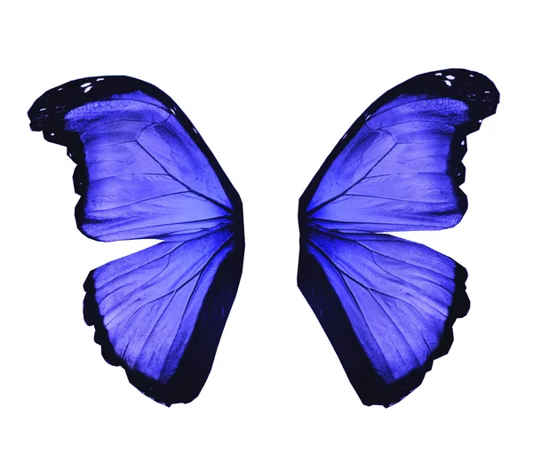 Vleugels van morpho blauwe vlinder, geïsoleerd op wit — Stockfoto