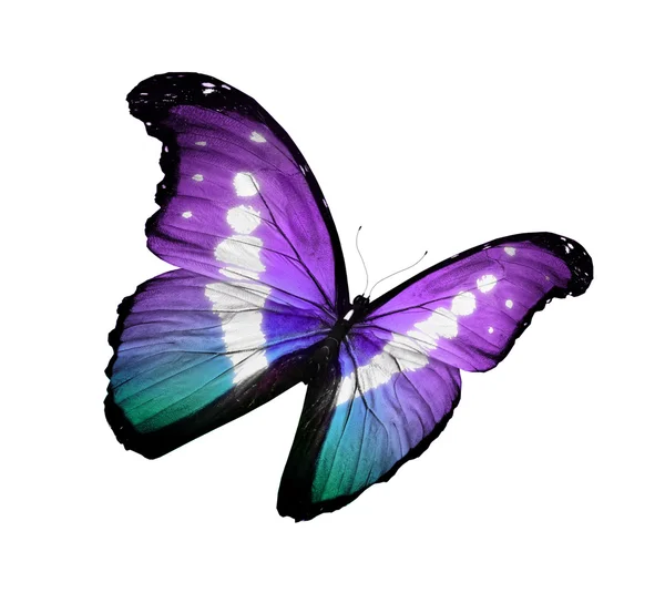 Morpho violette Schmetterling fliegen, isoliert auf weiß — Stockfoto