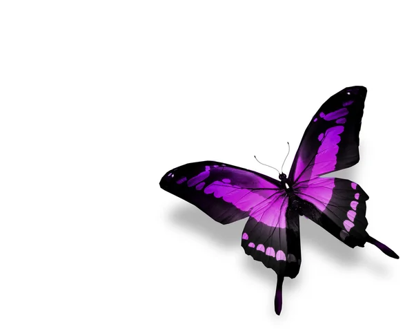 Violet butterfly , isolated on white background — Stock Photo, Image