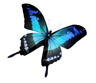 beyaz izole Morfo mavi kelebek
