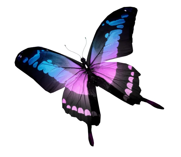 Mariposa morfo violeta, aislada en blanco — Foto de Stock
