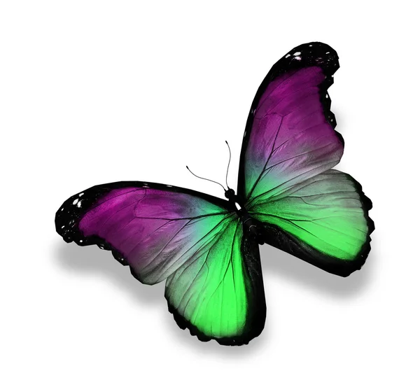 Ciemny zielony fioletowy motyl morpho, na białym tle — Zdjęcie stockowe
