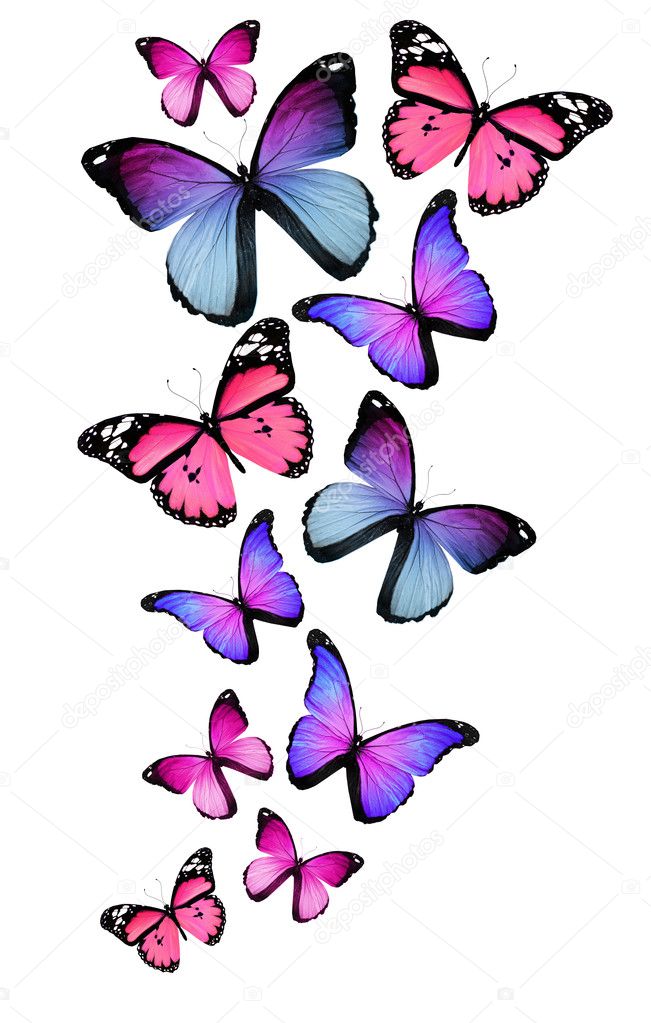 Many different butterflies, isolated on white background