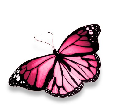 Beyaz arka plan üzerinde izole pembe kelebek