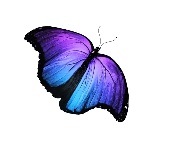 Modrý motýl, létání, izolované na bílém — Stock fotografie