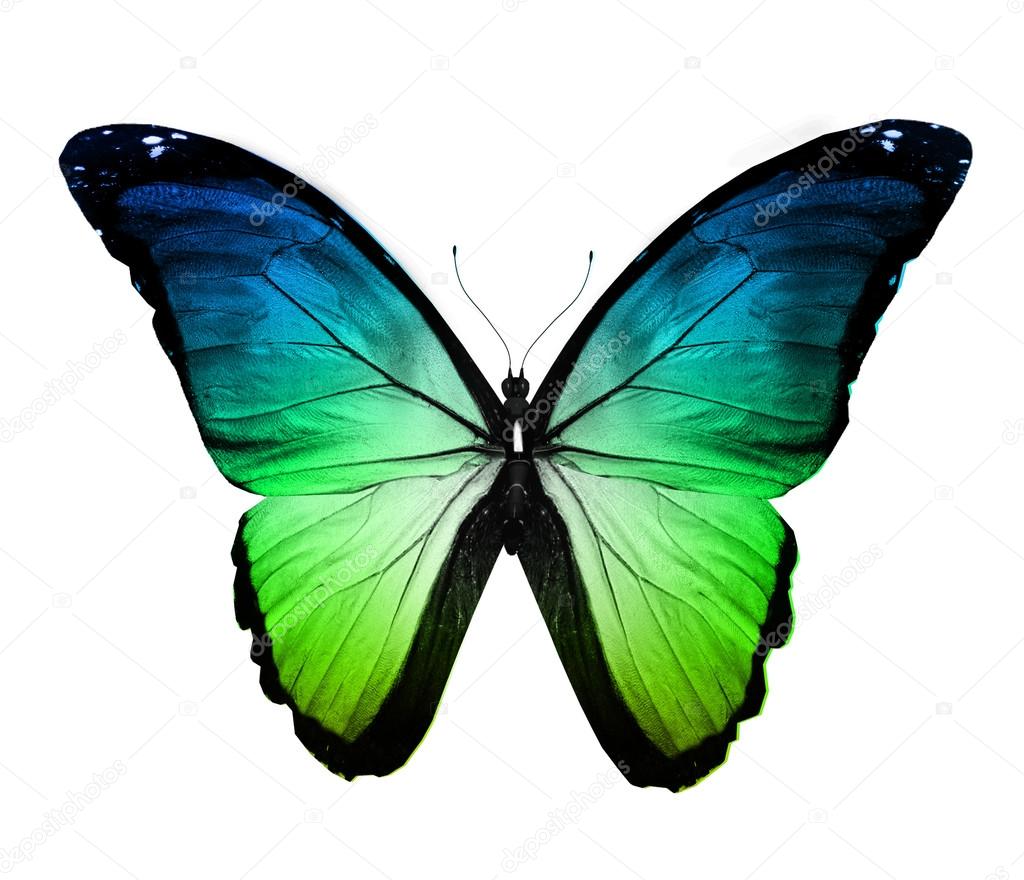 Blue green butterfly , isolated on white