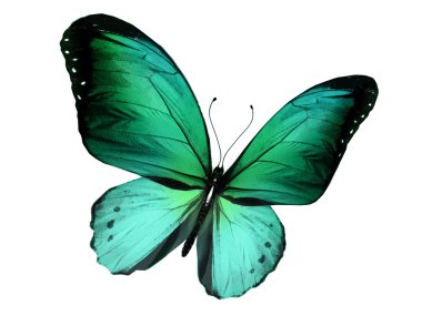 Beyaz arka plan üzerinde izole yeşil kelebek