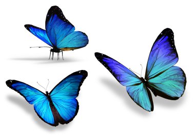 Beyaz arka plan üzerinde izole, üç mavi kelebek