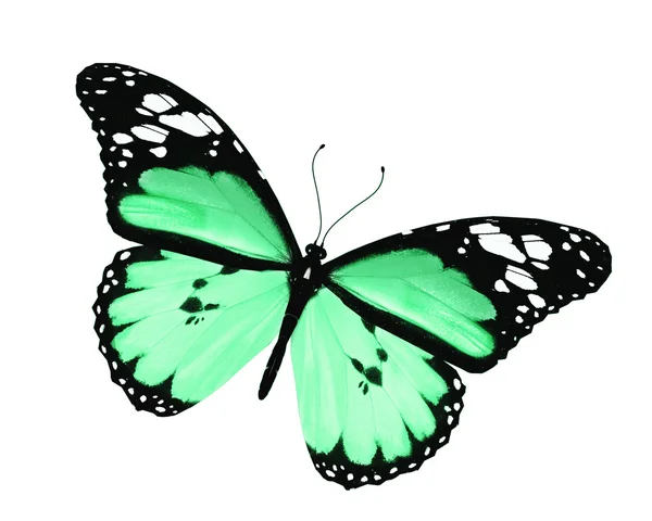 Zielony motyl, na białym tle — Zdjęcie stockowe