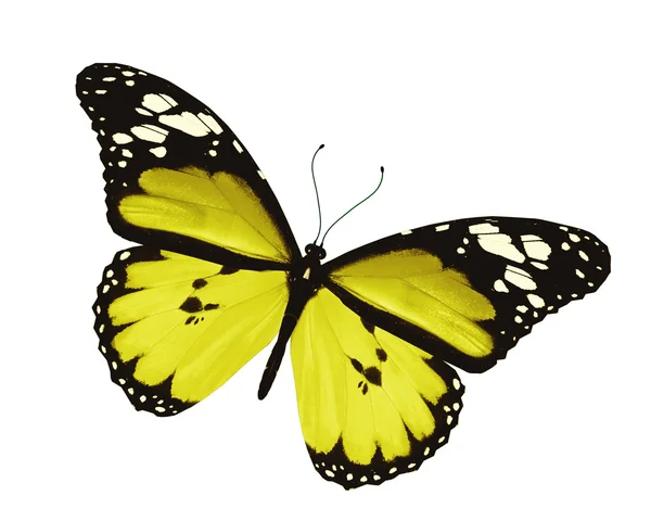 Κίτρινο πεταλούδα, που απομονώνονται σε λευκό φόντο — Φωτογραφία Αρχείου