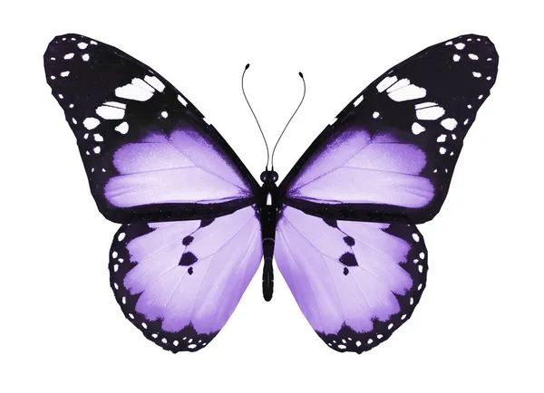 孤立在白色的蓝蝴蝶 — 图库照片