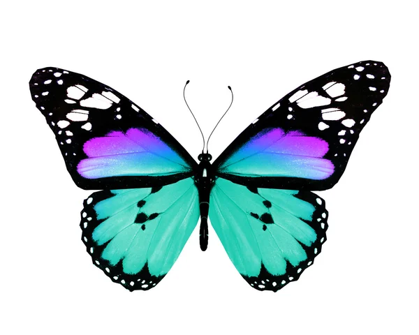 Türkiser Schmetterling, isoliert auf weißem Hintergrund — Stockfoto