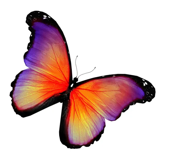 beyaz zemin üzerine menekşe sarı kelebek