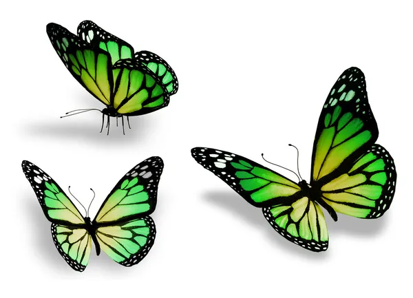 Trzy zielony żółty motyl na białym tle — Zdjęcie stockowe