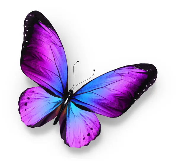Ιώδη μπλε πεταλούδα, που απομονώνονται σε λευκό Εικόνα Αρχείου
