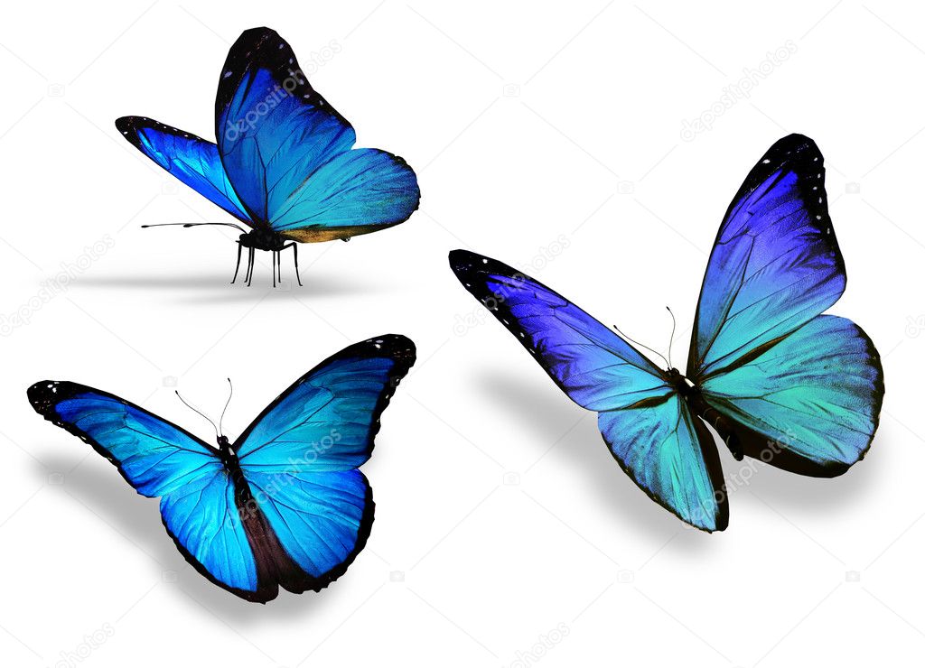 Three blue butterfly, isolated on white background