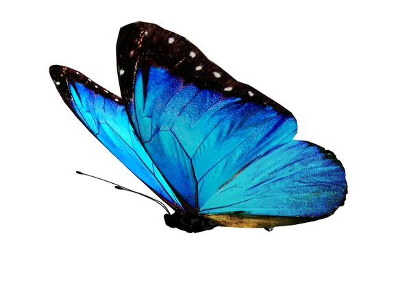 하얀 배경에 있는 푸른 나비 — 스톡 사진
