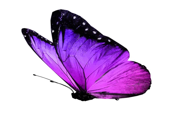 Violet butterfly on white background — Stock Photo, Image