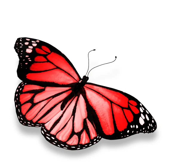 Red butterfly, isolated on white background — Stock Photo, Image