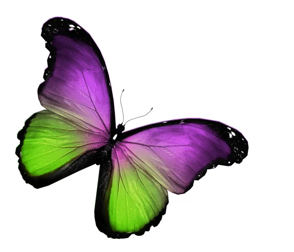 Green violet butterfly on white background — Stock Photo, Image