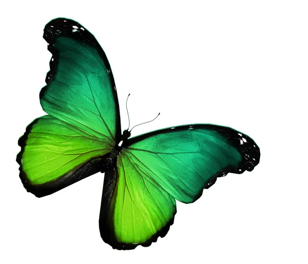 Green butterfly on white background — Stock Photo, Image