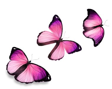 Üç pembe 