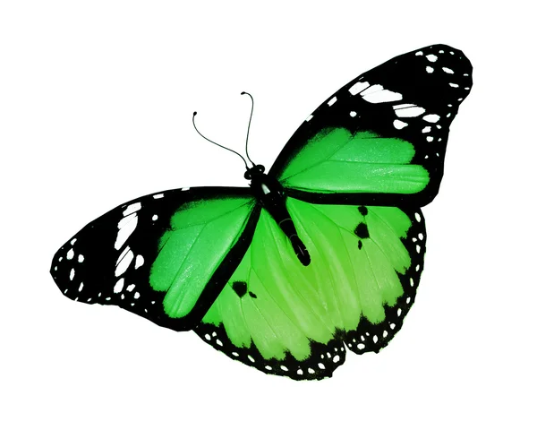 Mariposa verde, aislada sobre fondo blanco — Foto de Stock