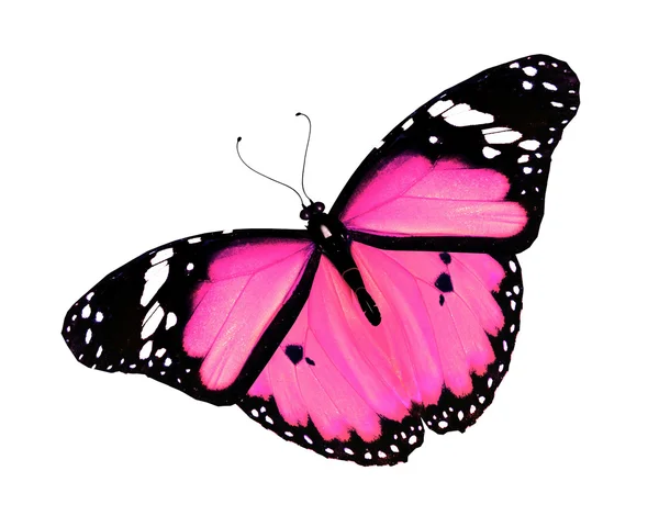 Beyaz arka plan üzerinde izole pembe kelebek — Stok fotoğraf